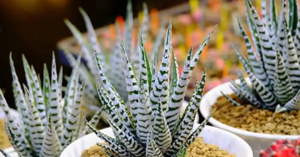 Spiky plants for garden