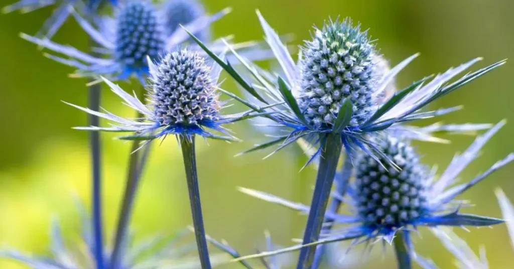 Spiky plants for garden
