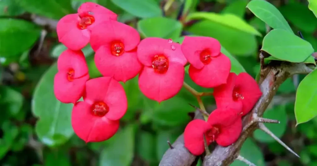 Spiky plants for garden 