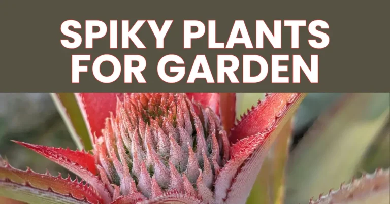 Spiky plants for garden