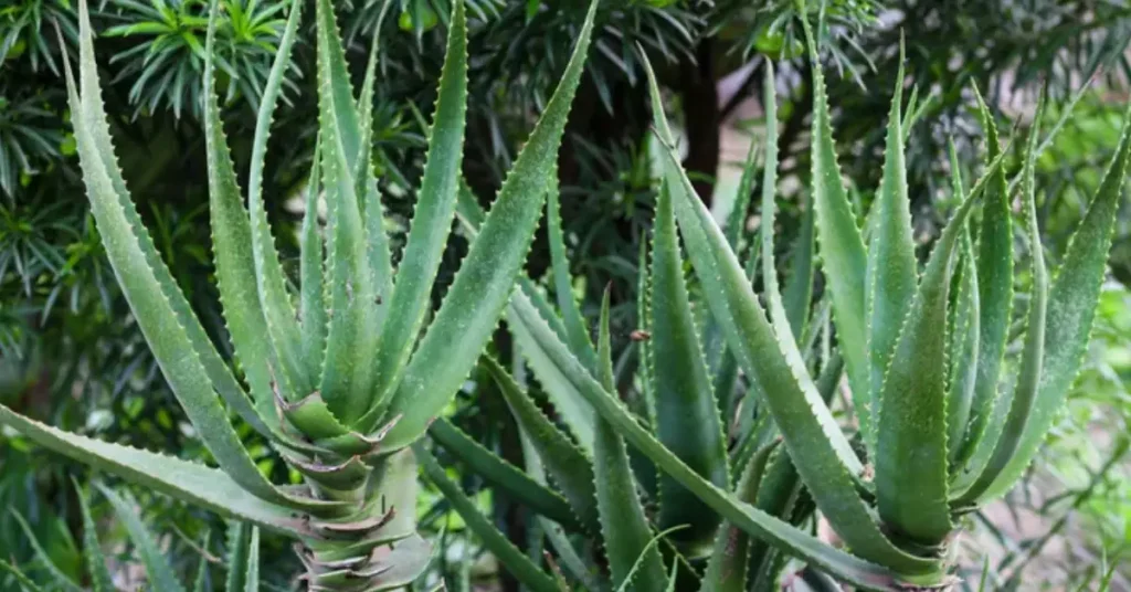 Spiky plants for garden 