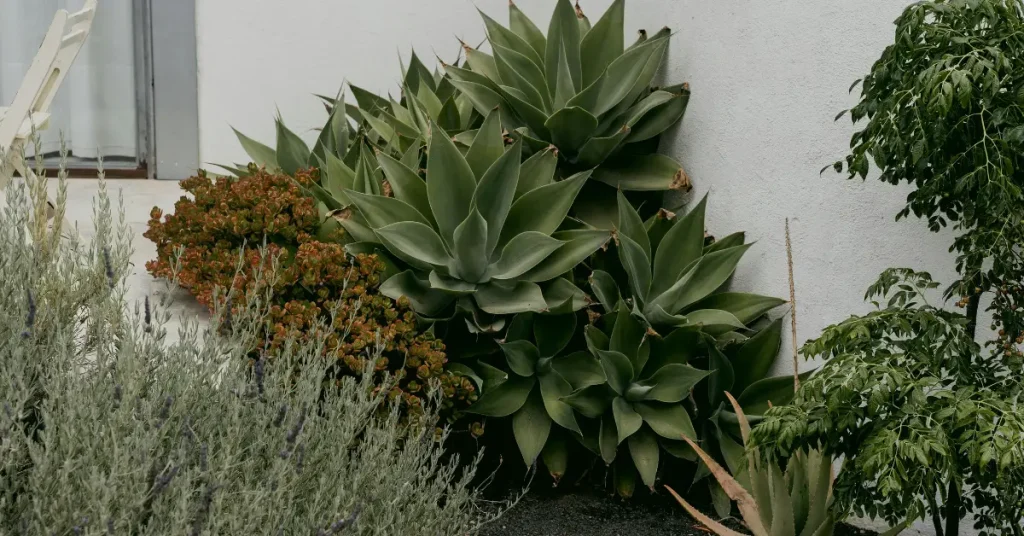 Spiky plants for garden 