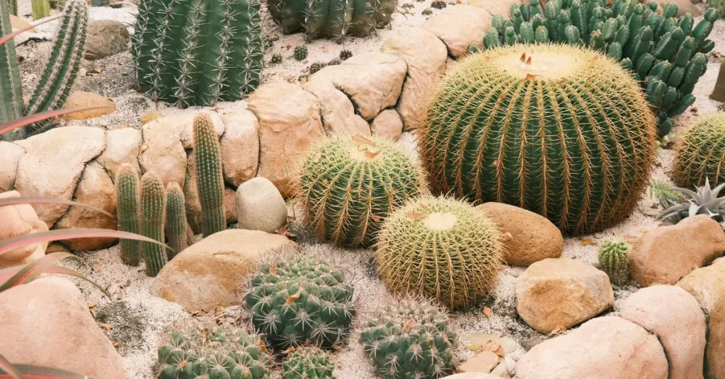 Spiky plants for garden cactus