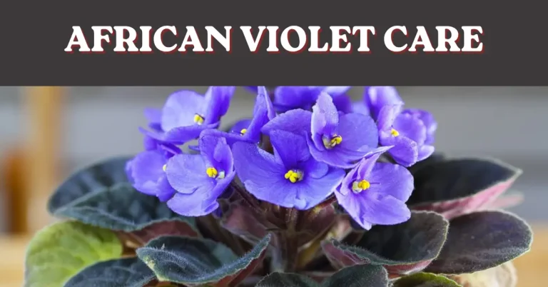 african violet care