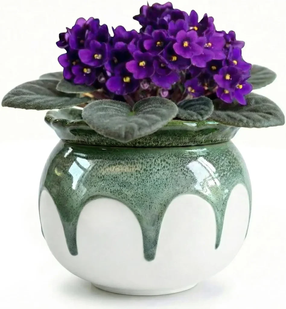 african violet care guide