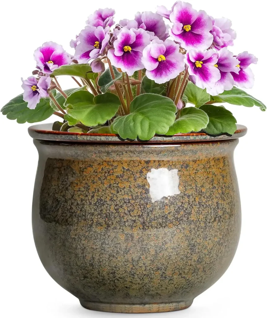 african violet care image