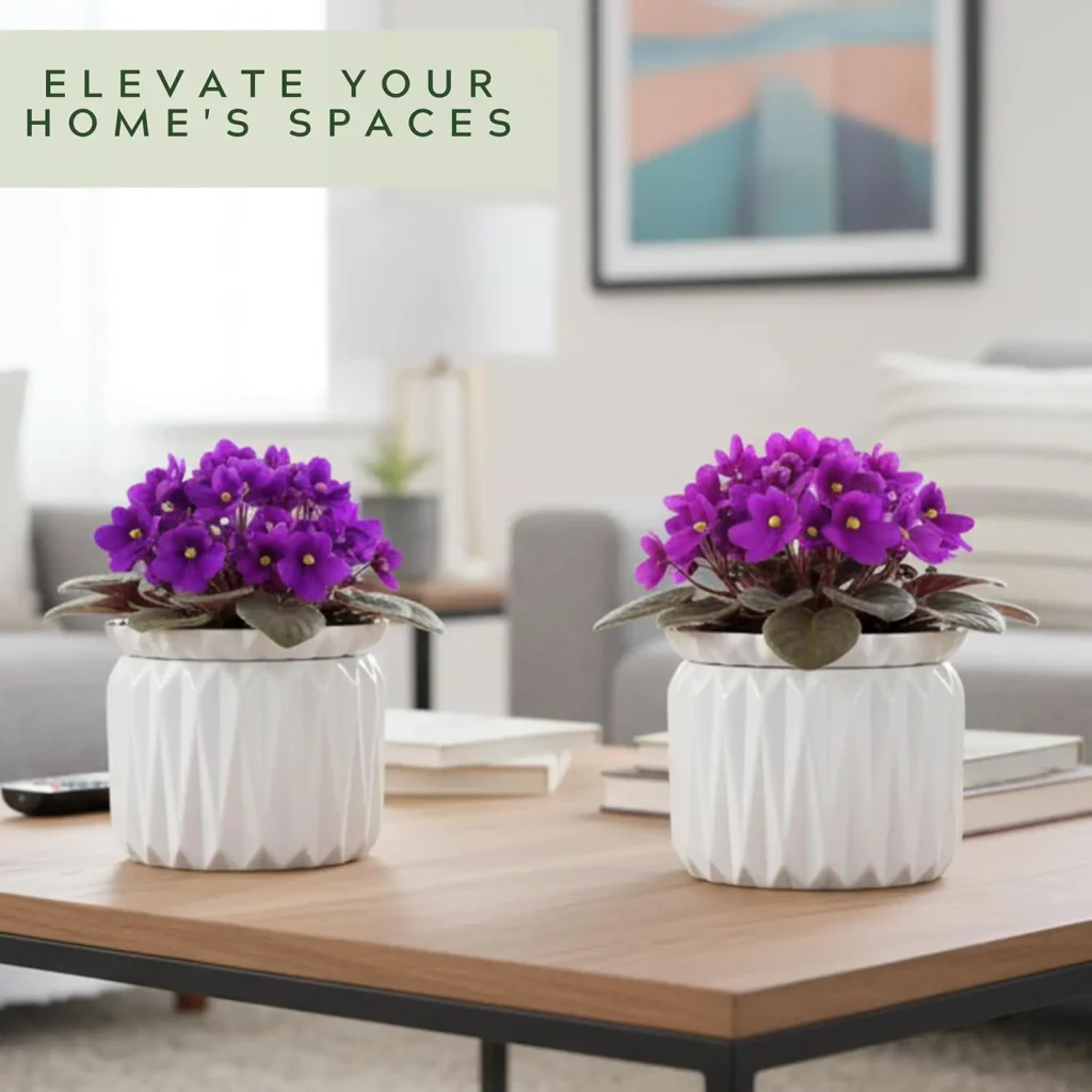 african violet care pots