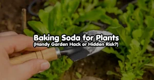 baking soda for plants