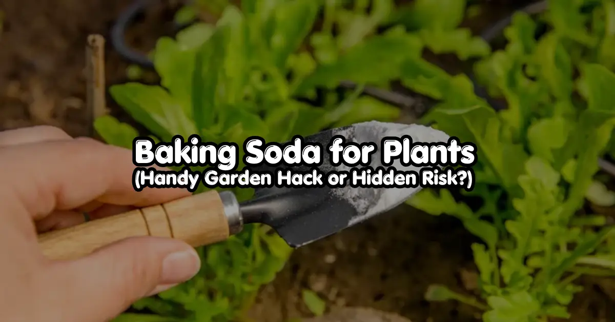 baking soda for plants