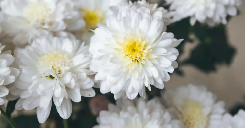 flowers for sympathy.