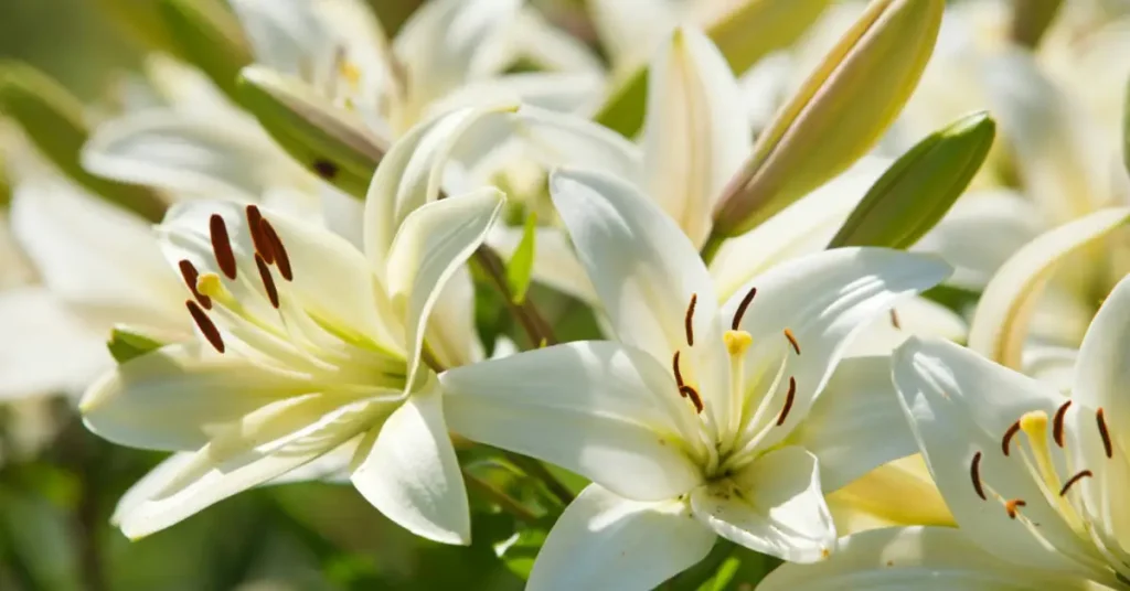 flowers for sympathy lilies