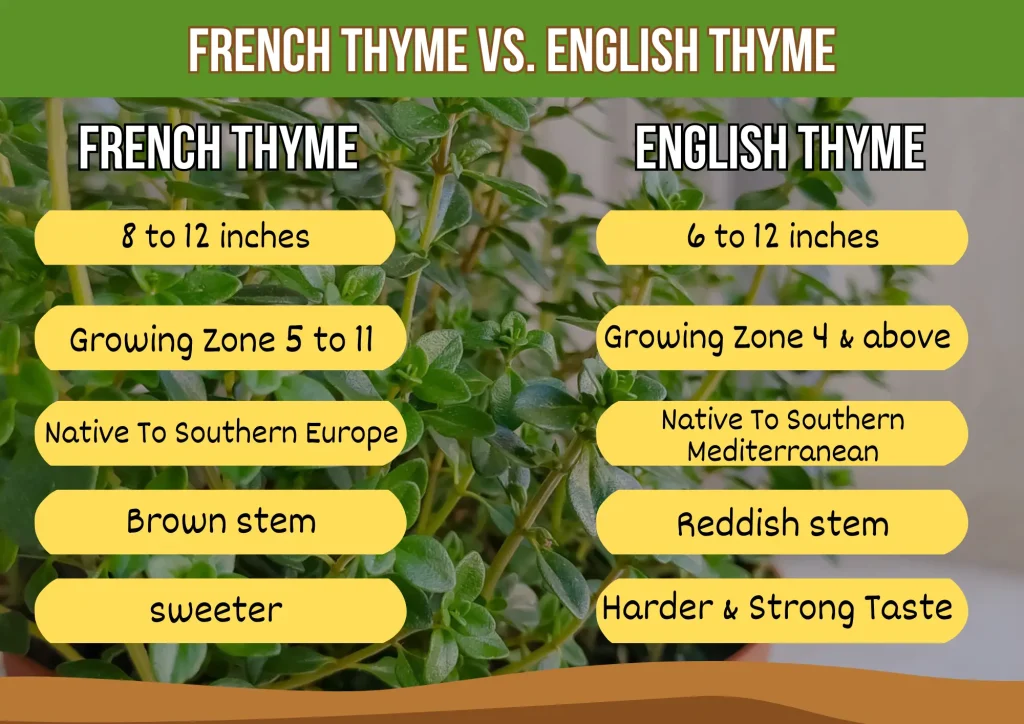 french thyme vs english thyme