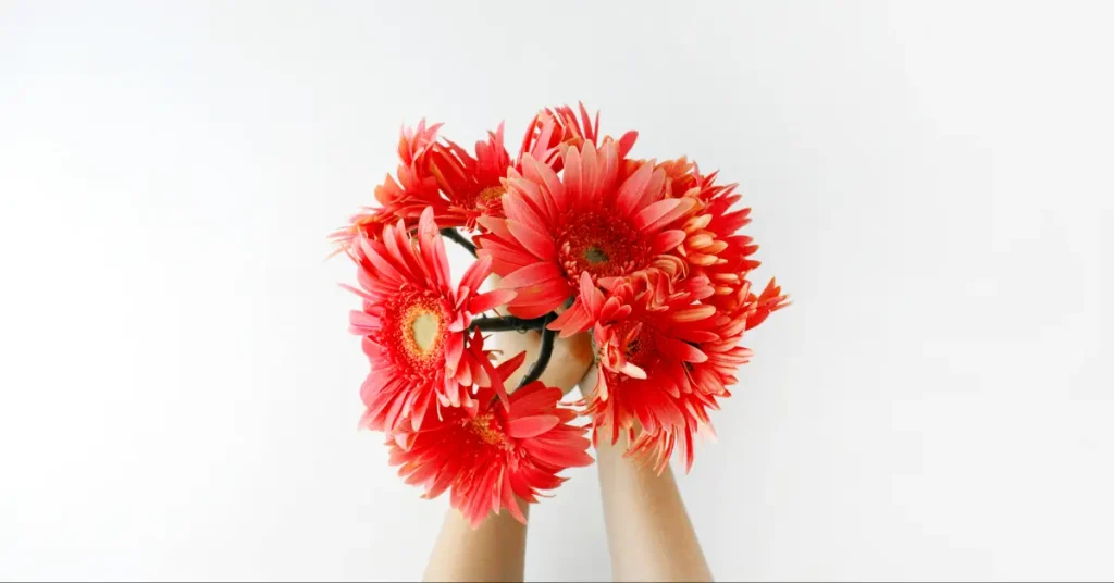 gerberas