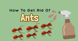 how to get rid of ants image