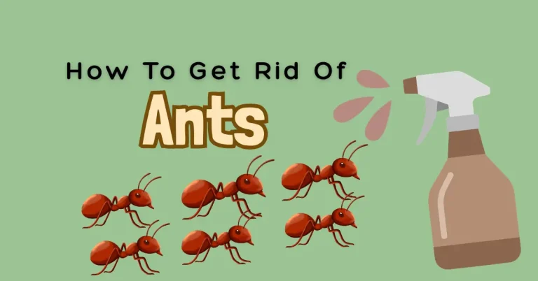 how to get rid of ants image