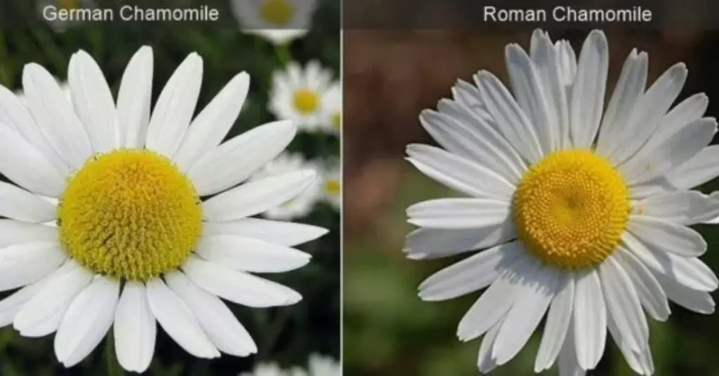 how to grow chamomile german