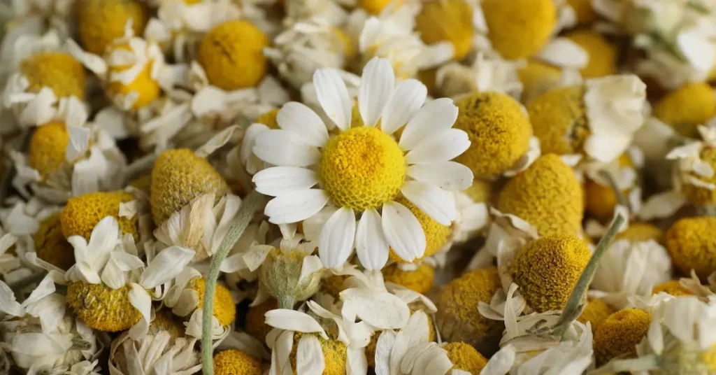how to grow chamomile harvesting