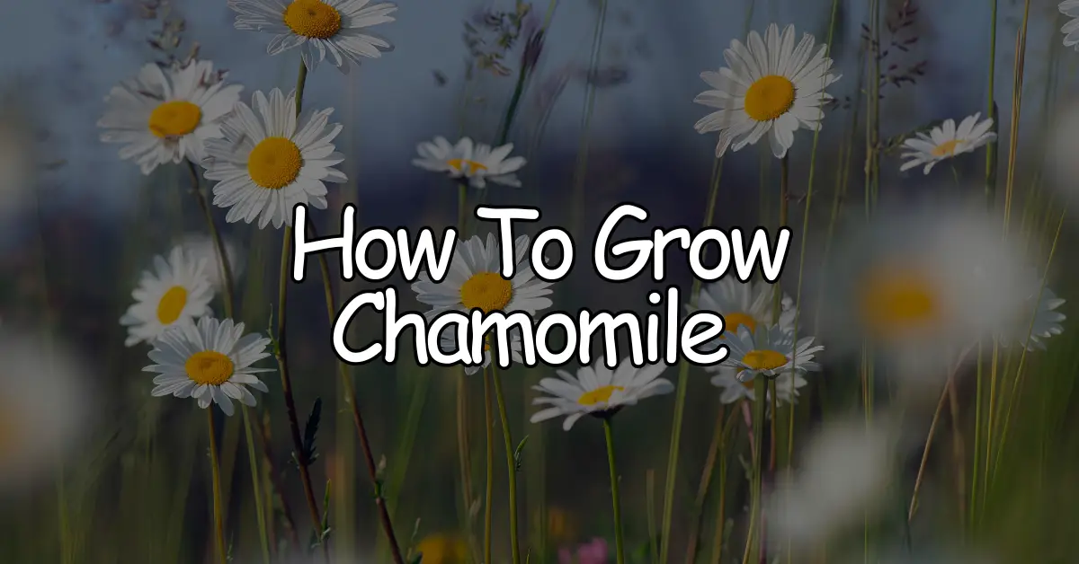 how to grow chamomile