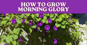 how to grow morning glory