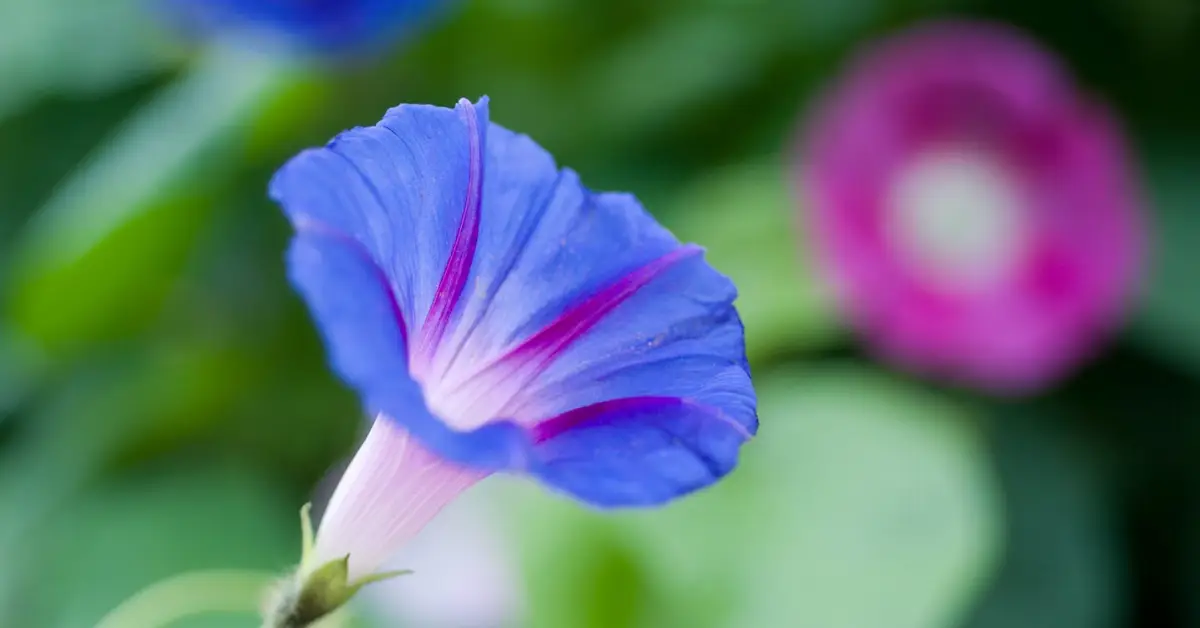 how to grow morning glory plant