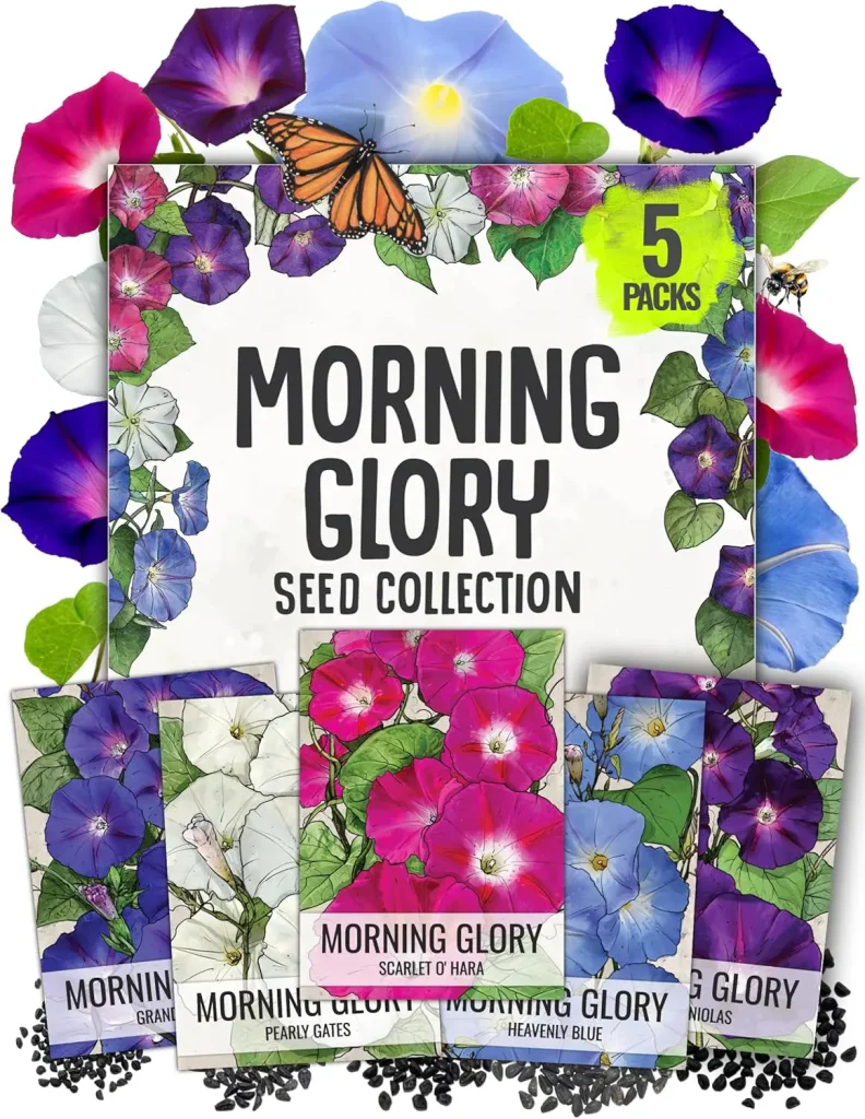 how to grow morning glory seeds