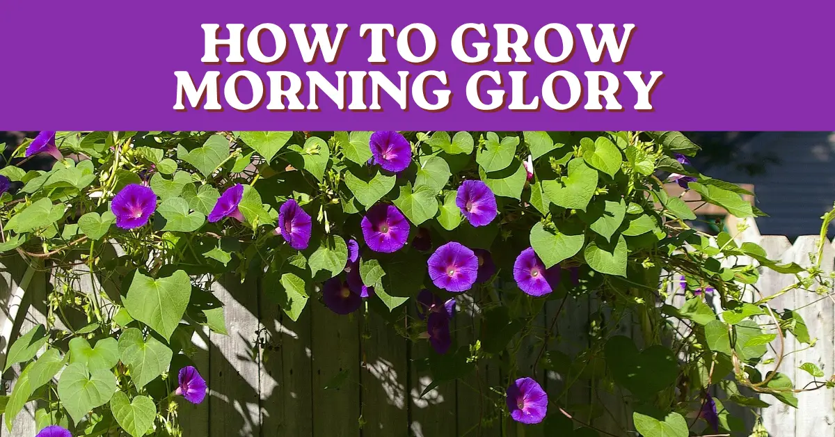 how to grow morning glory