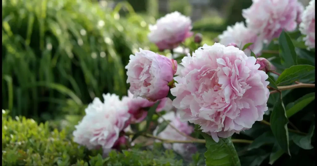 peonies