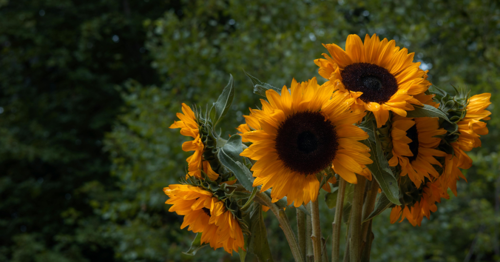 sunflower flowers for friendship