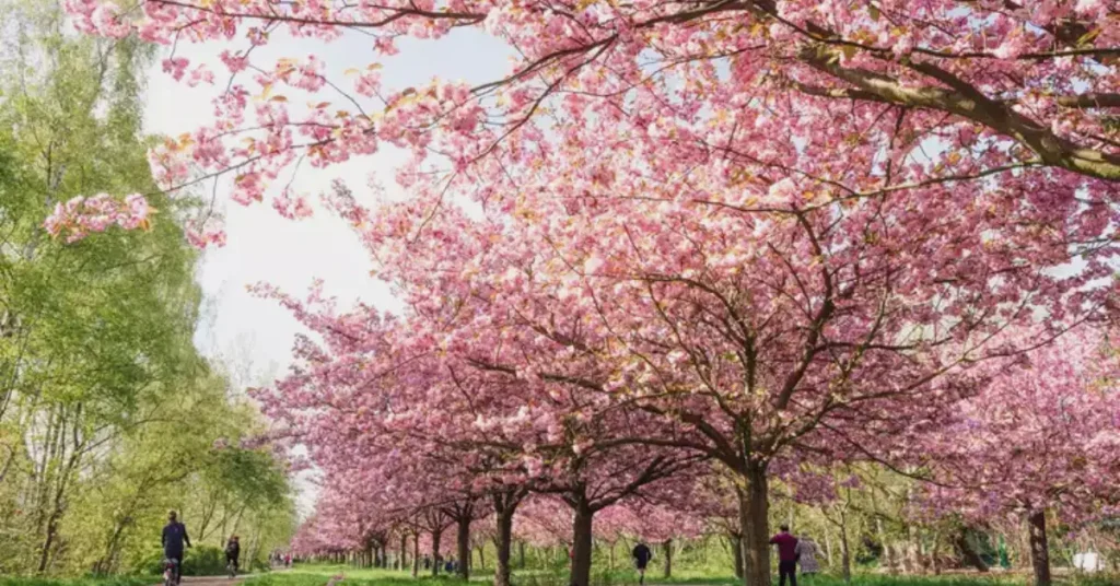 trees with pink flowers