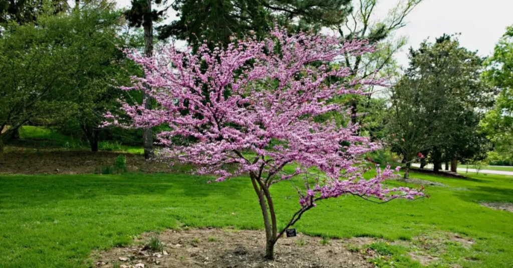trees with pink flowers image