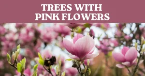 trees with pink flowers photo
