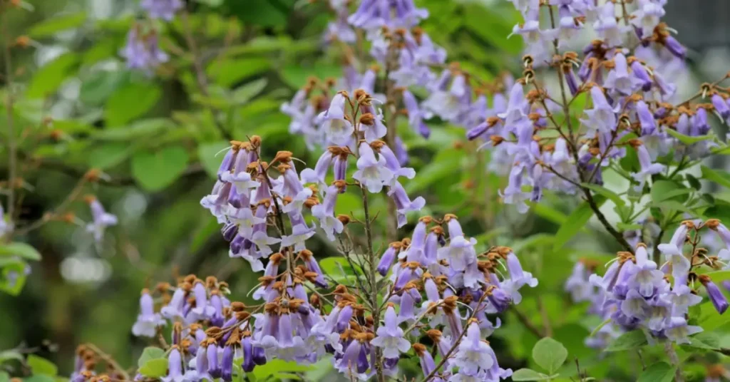 trees with purple flowers empress