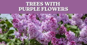 trees with purple flowers image