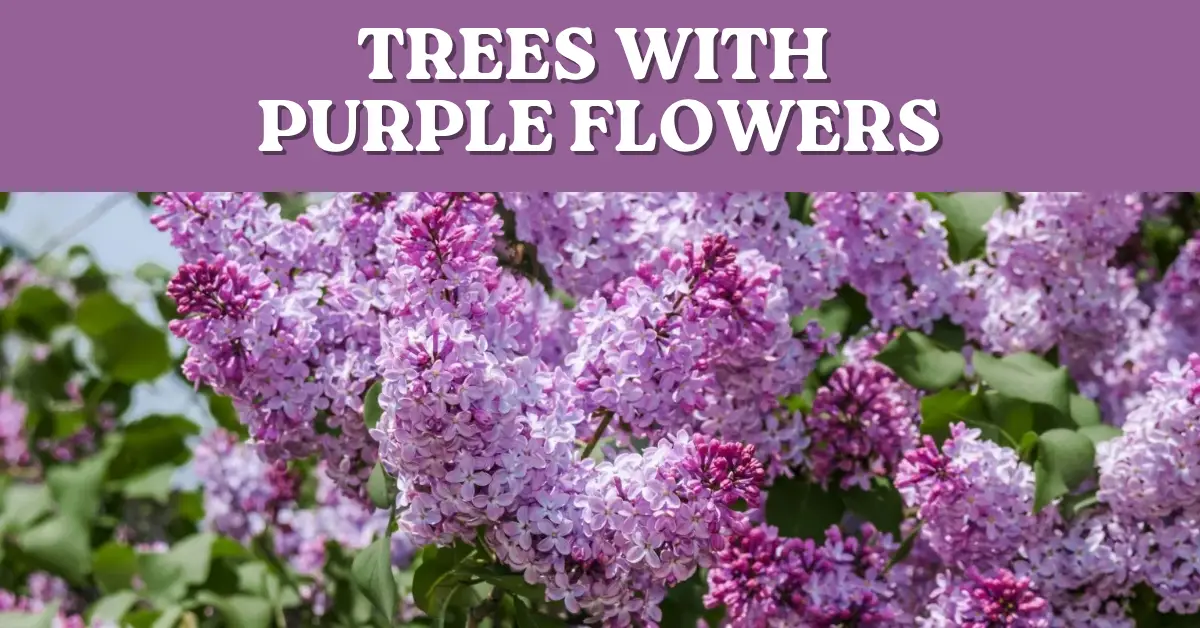trees with purple flowers image