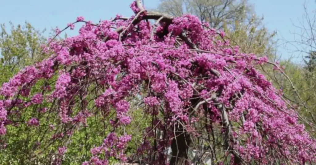 trees with purple flowers lavender twist