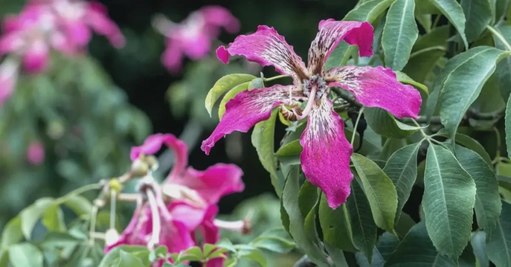 trees with purple flowers silk