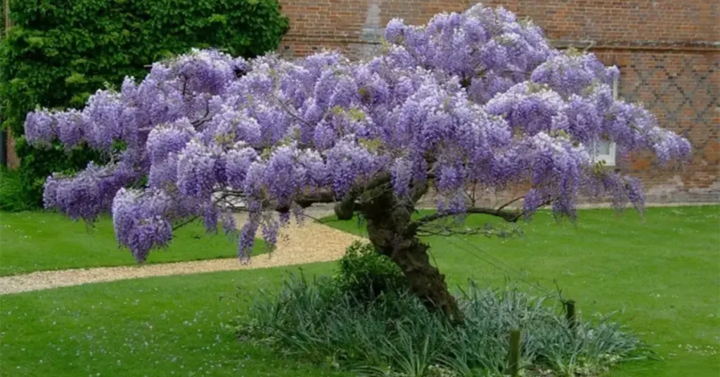 trees with purple flowers 