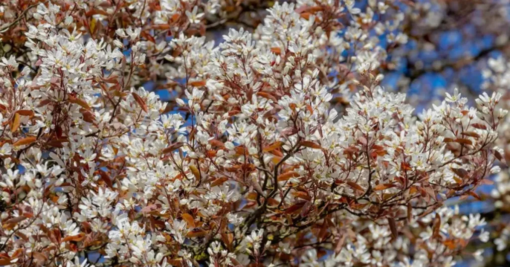 trees with white flower
