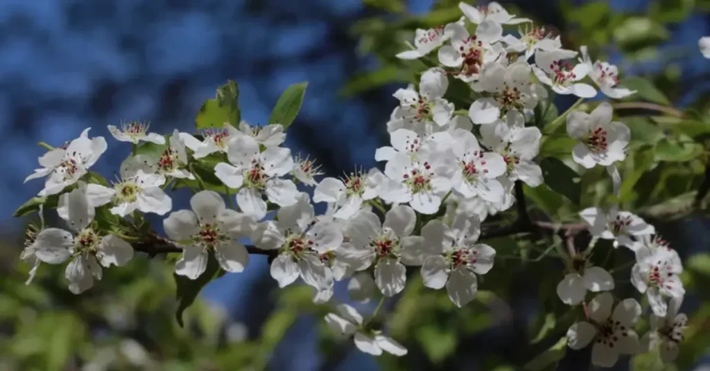 trees with white flowers.