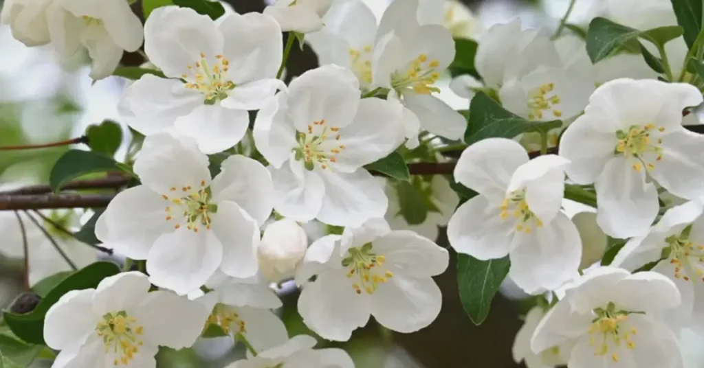 trees with white flowers.
