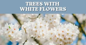 trees with white flowers
