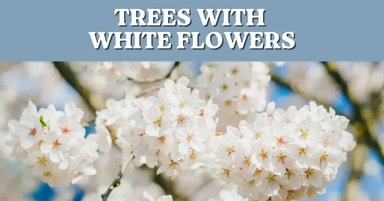 trees with white flowers