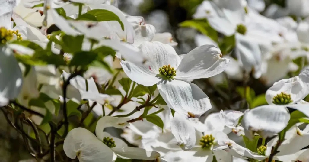 trees with white flowers image