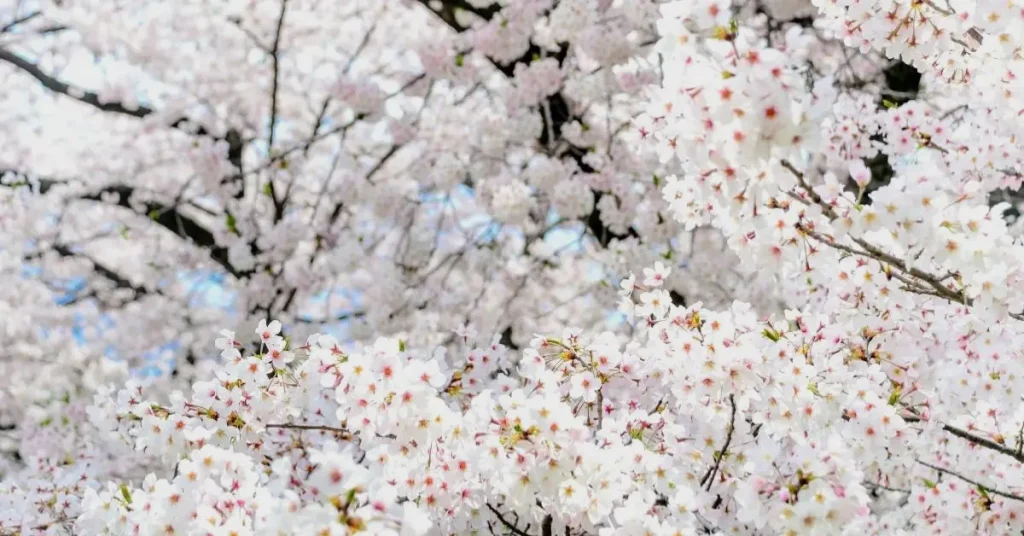 trees with white flowers yoshino
