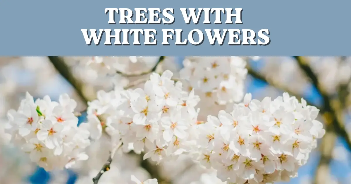 trees with white flowers