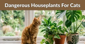 Dangerous Houseplants For Cats