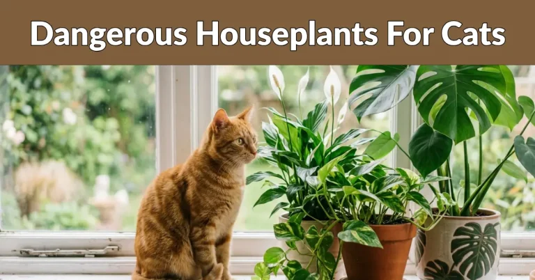 Dangerous Houseplants For Cats