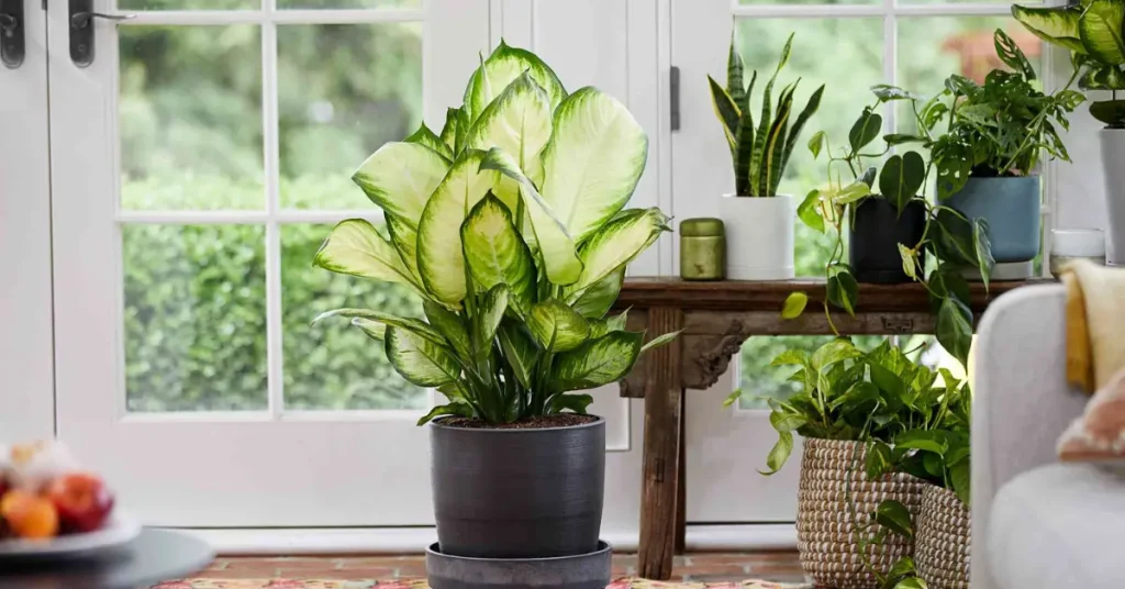 Dangerous Houseplants For Cats