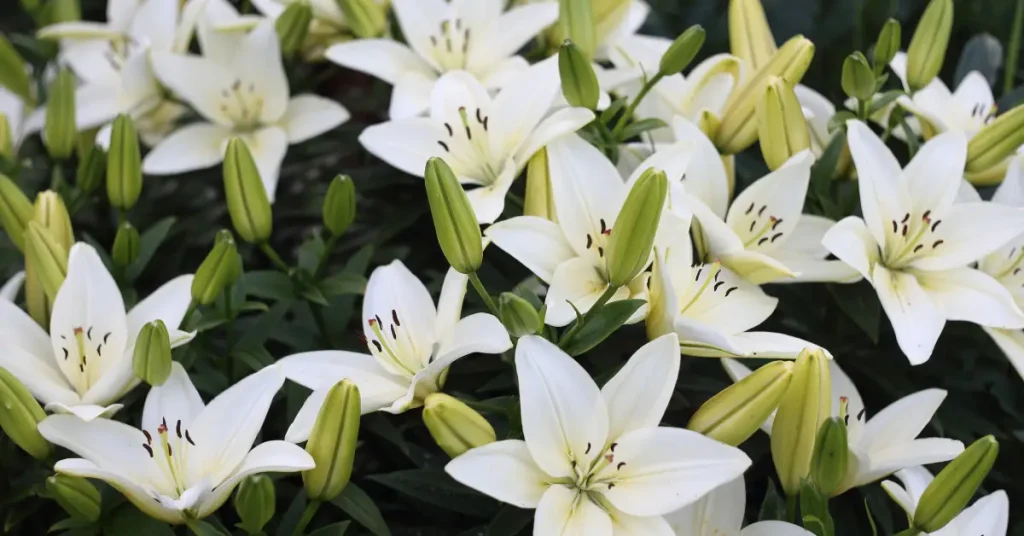 Dangerous Houseplants For Cats