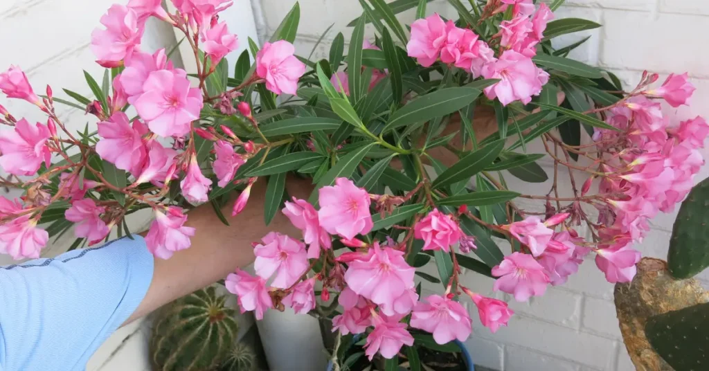Dangerous Houseplants For Cats